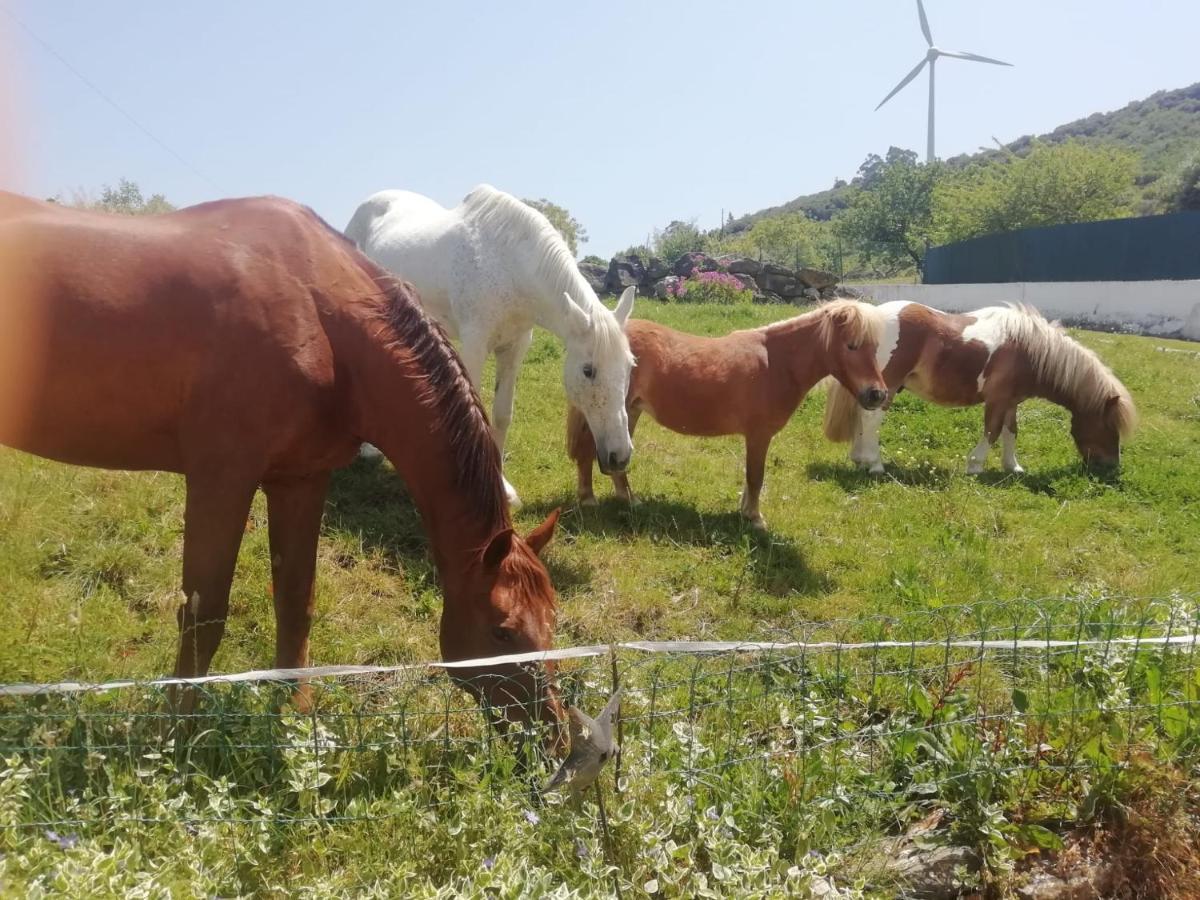 Casinha De Ferias No Campo - Quintinha Dos Cavalos - Arruda Dos Vinhos Sabugos Exterior photo